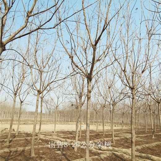 15公分欒樹價(jià)格,欒樹報(bào)價(jià),裝車帶土球,庭蔭綠化