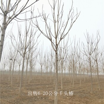 世澤園林-公路綠化-13公分千頭椿-風(fēng)景綠化-質(zhì)量優(yōu)
