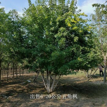 新疆石河子五角楓報價,叢生五角楓