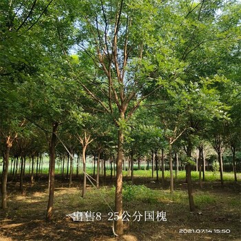 陜西咸陽國槐出售,金枝國槐