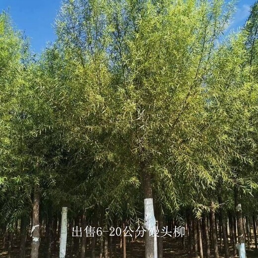 9公分饅頭柳-誠(chéng)信雙贏-景觀苗木