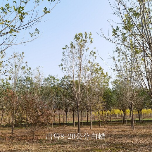 10公分白蠟價格-出售白蠟-規模大-景觀工程