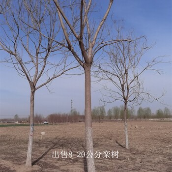 世澤園林,庭蔭綠化,9公分欒樹(shù),園林植物,庫存充足