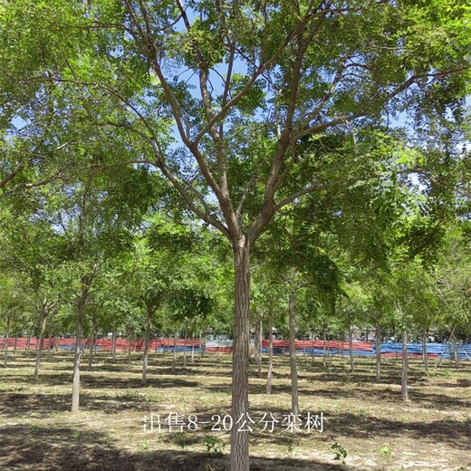 世澤園林,公司加農戶(hù),欒樹(shù)行情,樹(shù)干通直,根系發(fā)達