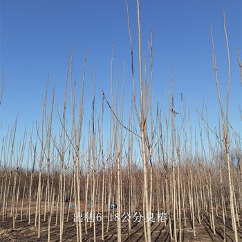 世澤園林,庭蔭綠化,10公分臭椿,大量現貨