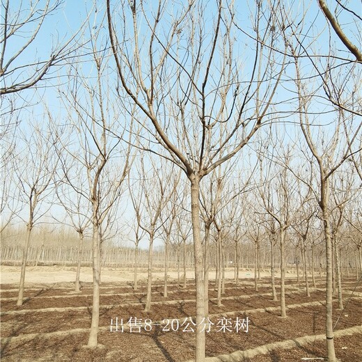 欒樹行情,廠家供應(yīng),世澤園林,技術(shù)指導(dǎo),性價(jià)比強(qiáng)