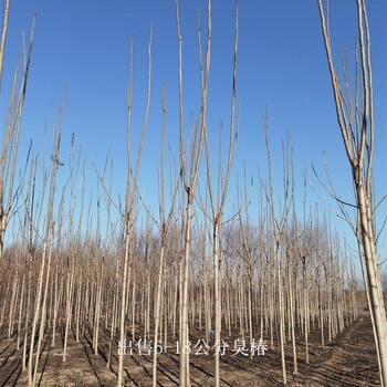 世澤園林,12公分臭椿,發(fā)貨快,全國直供
