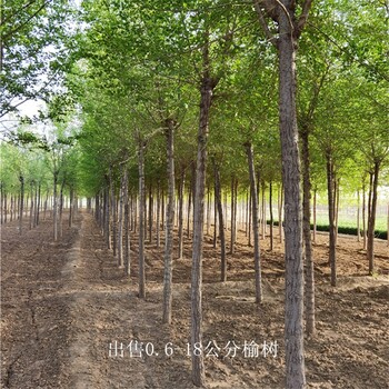 6公分榆樹出售,白榆