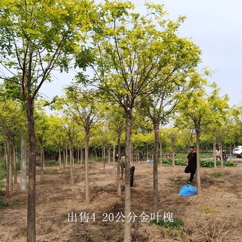 金叶槐产地-苗木花卉-世泽园林-货源充足-苗圃好货