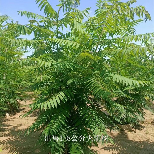 甘肅張掖火炬樹報價,高存活率