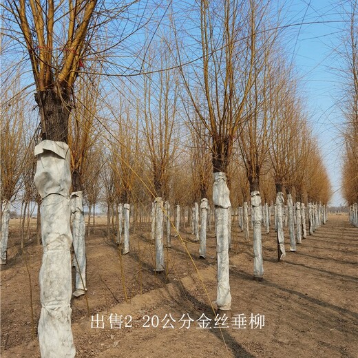 重慶云陽金絲垂柳樹苗