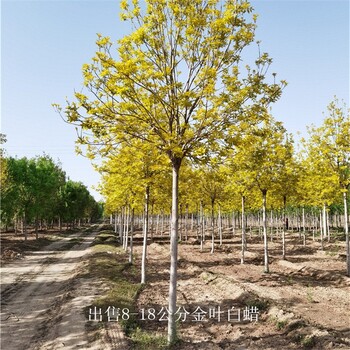 世澤園林-公路綠化-十公分金葉白蠟-一站式采購