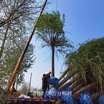 16公分柳樹價(jià)格-柳樹價(jià)錢-起苗裝車-工程