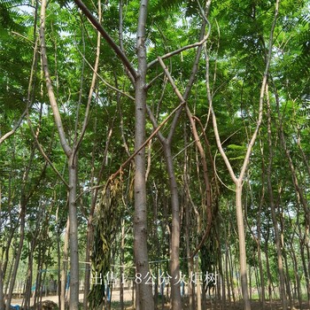 湖北鄂州火炬樹(shù)基地,高存活率