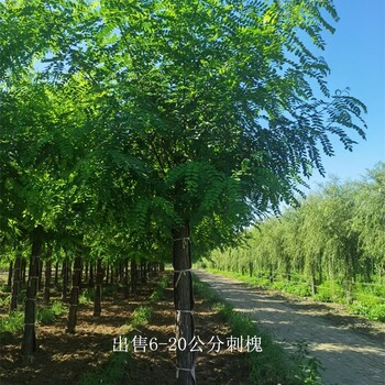 西藏昌都刺槐价格,白花刺槐