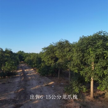 新疆烏魯木齊龍爪槐出售,國槐樹