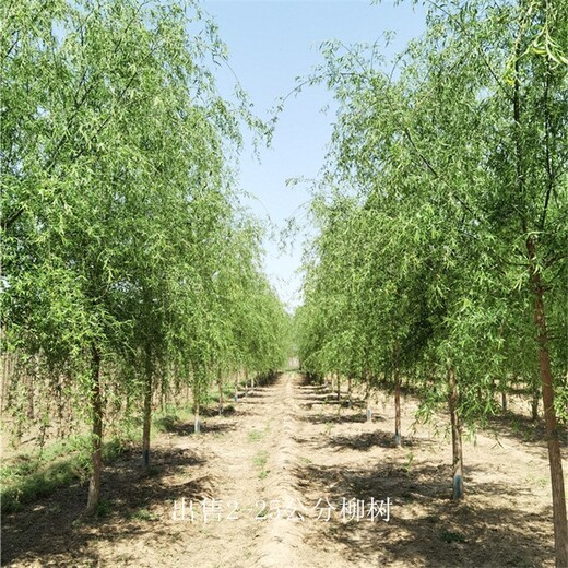 柳樹苗圃,西湖垂柳