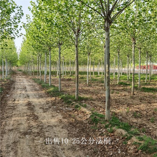湖北潛江法桐供應(yīng),好養(yǎng)易活