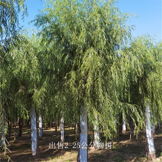 福建莆田柳樹,西湖垂柳