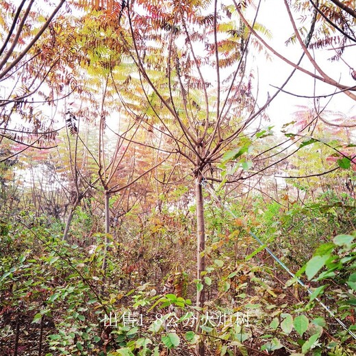 新疆哈密火炬樹(shù)報(bào)價(jià),適應(yīng)性廣