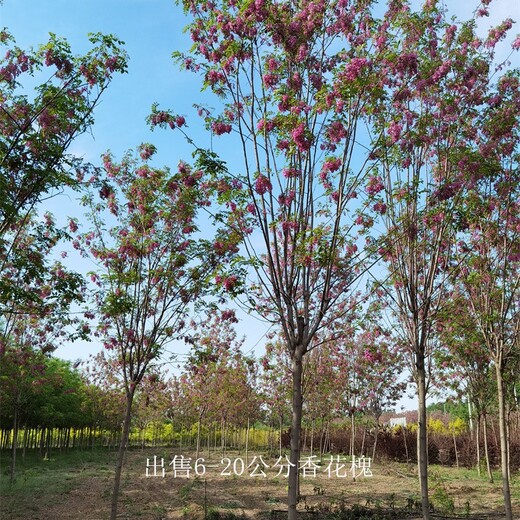 安徽六安香花槐報價,紅花槐