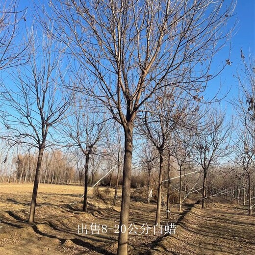 12公分白蠟供應,樹形美觀
