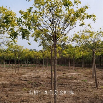 金叶槐产地-苗木花卉-世泽园林-货源充足-苗圃好货