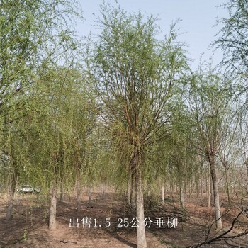 云南普洱垂柳基地