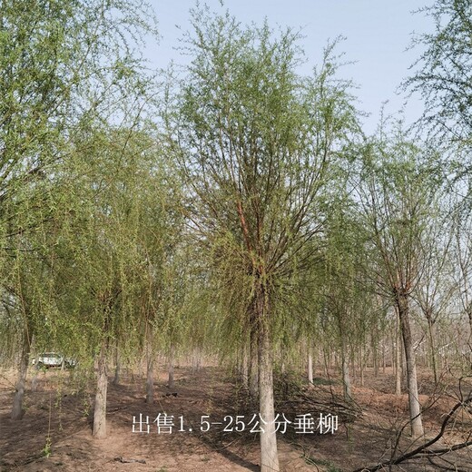 甘肅酒泉18公分垂柳批發(fā)