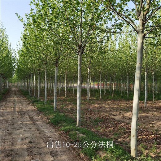 遼寧盤(pán)錦法桐基地,好養易活