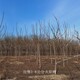 火炬樹產(chǎn)地圖