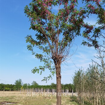 新疆克拉玛依红花刺槐基地,红花洋槐