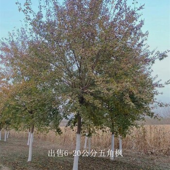 五角楓圖片-合作共贏-苗木花卉