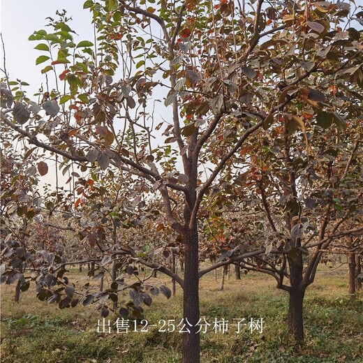 陜西商洛柿子樹報(bào)價(jià),磨盤柿子樹