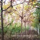 高存活率圖