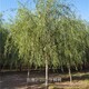 常德柳樹圖