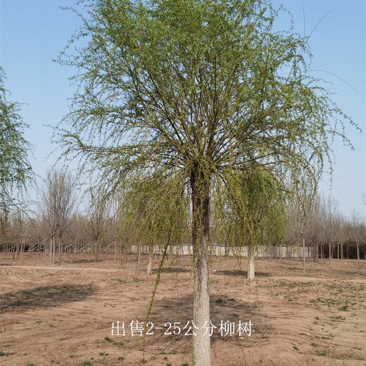 浙江金華柳樹價(jià)格