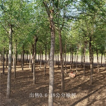 安徽安慶榆樹批發(fā),規(guī)格全