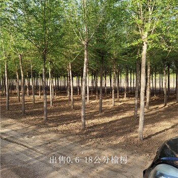 6公分榆樹出售,白榆