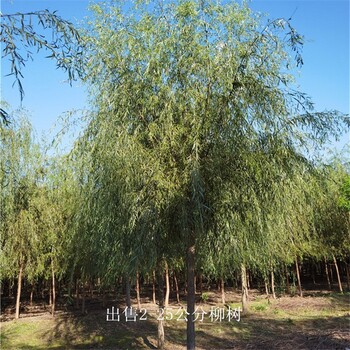 河南安陽柳樹,長期出售