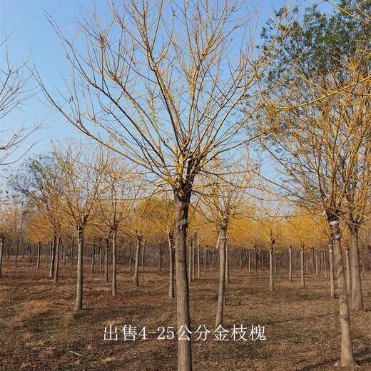 湖北神農架金枝槐,金枝國槐