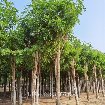 江苏泰州红花刺槐批发,红花槐树