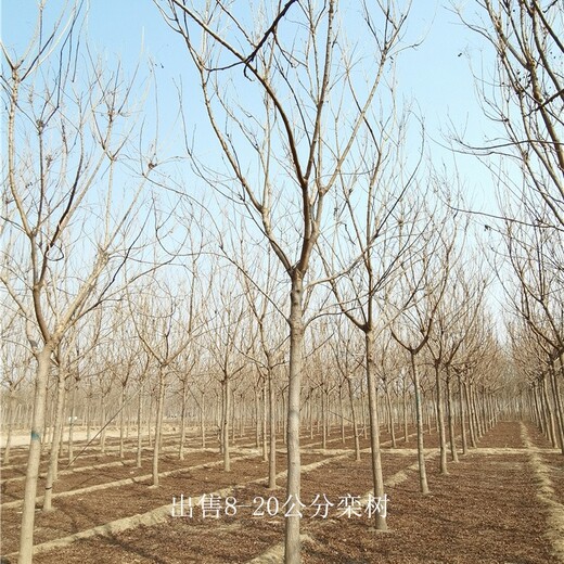新疆可克達拉欒樹(shù)供應,苗圃好貨
