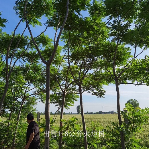 宁夏吴忠火炬树出售,适应性广