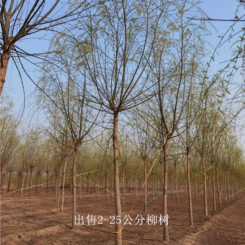 河南鶴壁柳樹價格