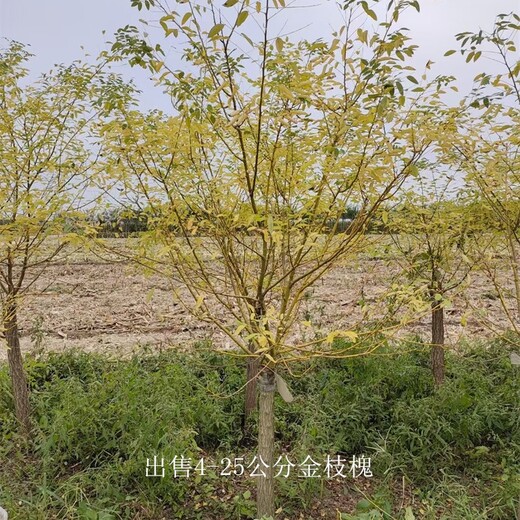 云南昆明金枝槐出售,樹大型好
