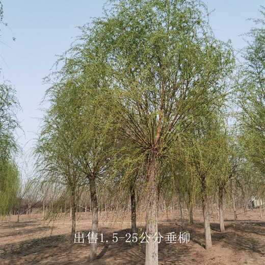 甘肅臨夏垂柳,青皮垂柳