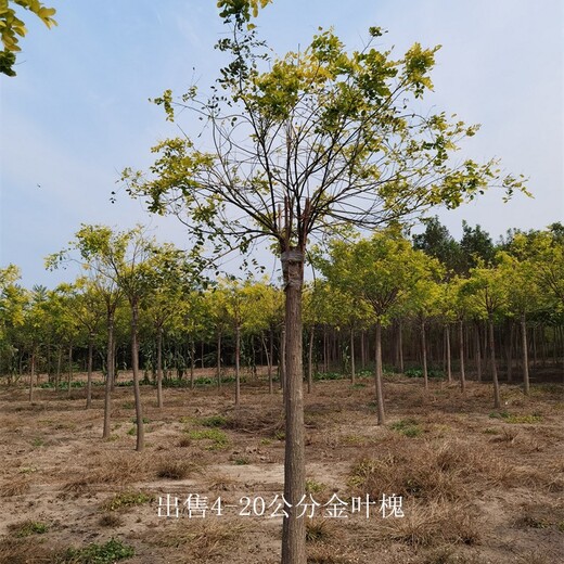 12公分金葉槐出售,樹(shù)形美觀(guān)