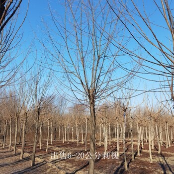 重慶秀山16公分刺槐報價,洋槐樹