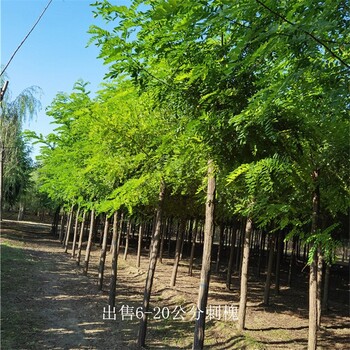 江苏连云港刺槐,白花刺槐